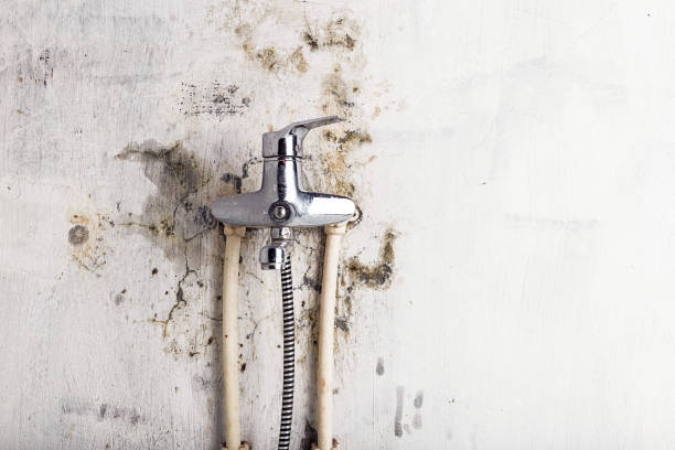 Office Mold Removal Services in Shokan, NY