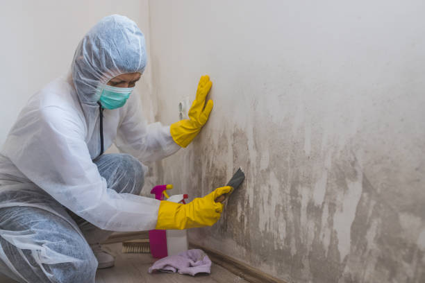 Best Commercial Mold Removal  in Shokan, NY