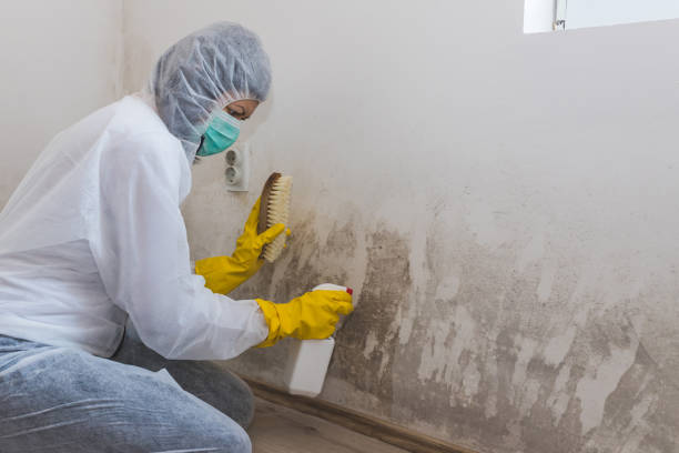 Best Crawl Space Mold Removal  in Shokan, NY