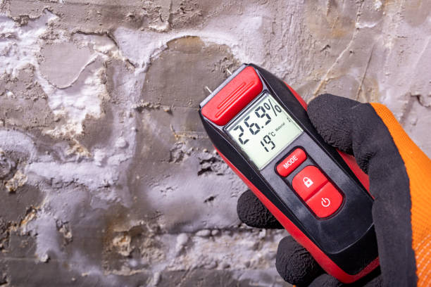 Best Residential Mold Removal  in Shokan, NY