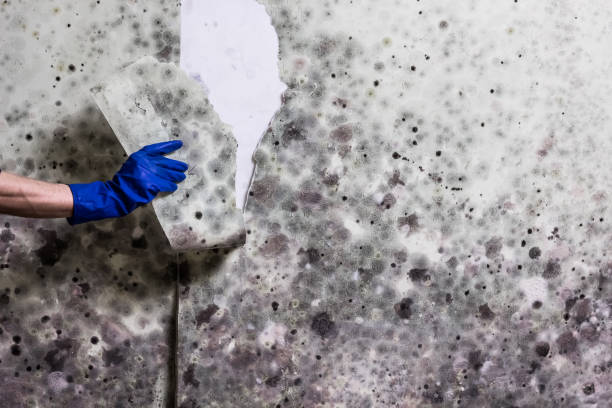 Best Mold Testing and Removal  in Shokan, NY