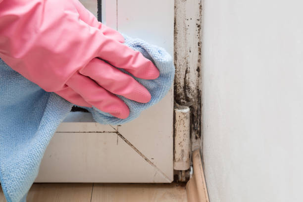 Attic Mold Removal in Shokan, NY